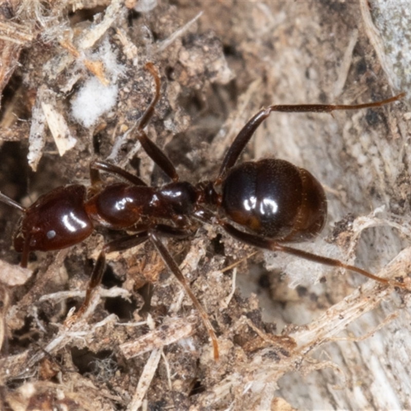 Papyrius sp (undescribed)