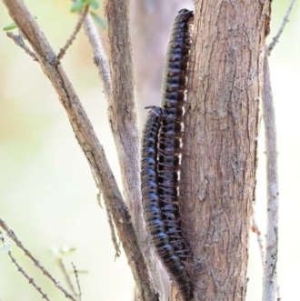 MALE ON LEFT, FEMALE ON RIGHT