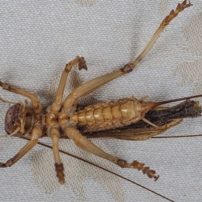 Paul Whitington, Wonboyn, female