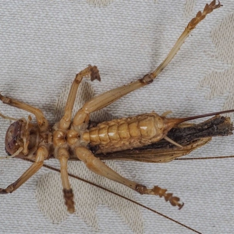 Paul Whitington, Wonboyn, female