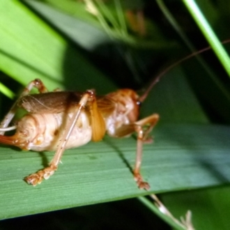 Female with ovipositor