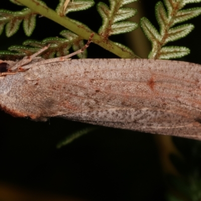 Paralaea (genus)