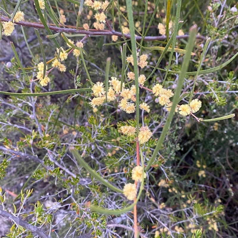 Acacia juncifolia