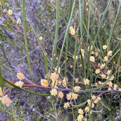 Acacia juncifolia