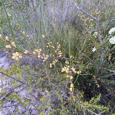 Acacia juncifolia