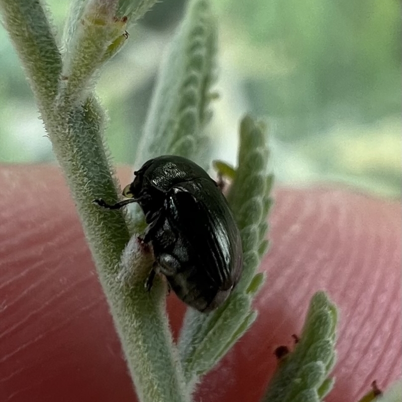 Aporocera (Aporocera) jacksoni