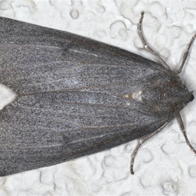 Paralaea ochrosoma