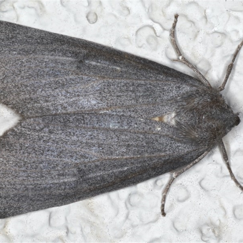 Paralaea ochrosoma