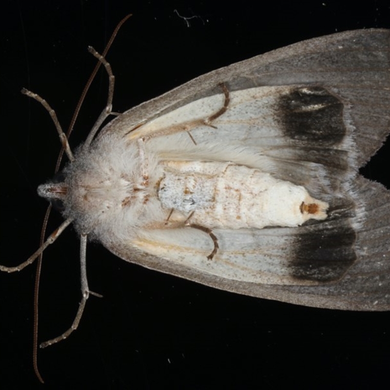 Paralaea ochrosoma