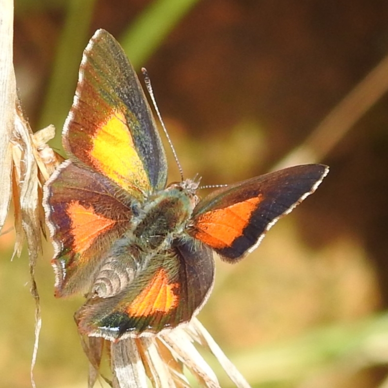 Paralucia aurifera