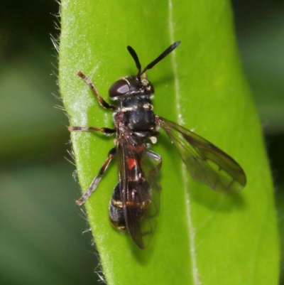 Paramixogaster sp. (genus)