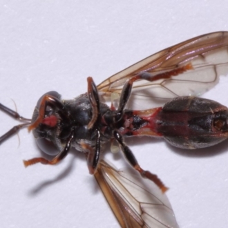 Paramixogaster sp. (genus)