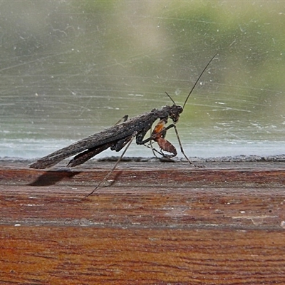 Paraoxypilus tasmaniensis