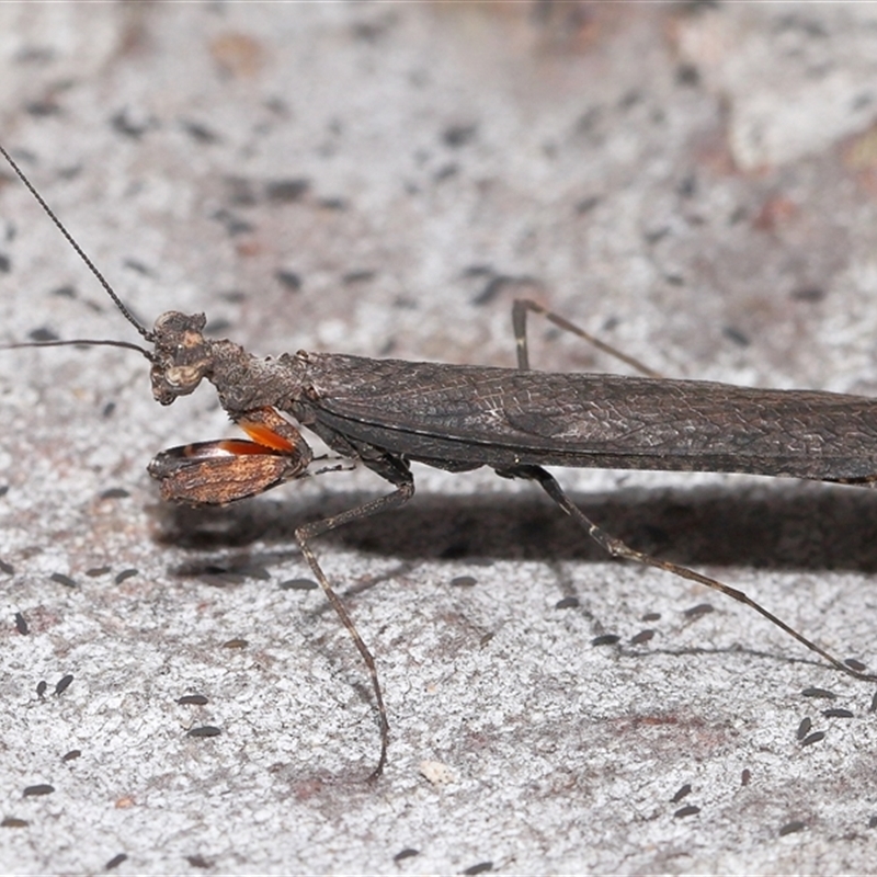 Paraoxypilus tasmaniensis