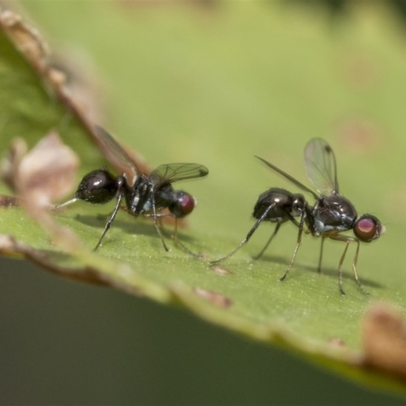 Parapalaeosepsis plebeia