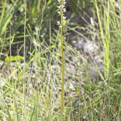 Paraprasophyllum jeaneganiae