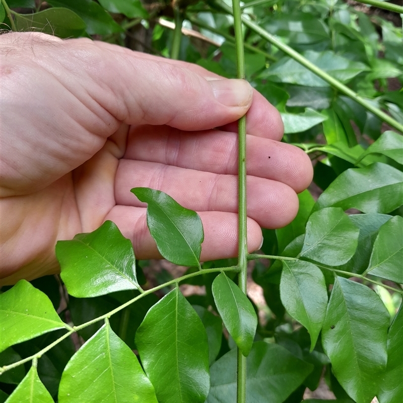 Pararchidendron pruinosum var. pruinosum