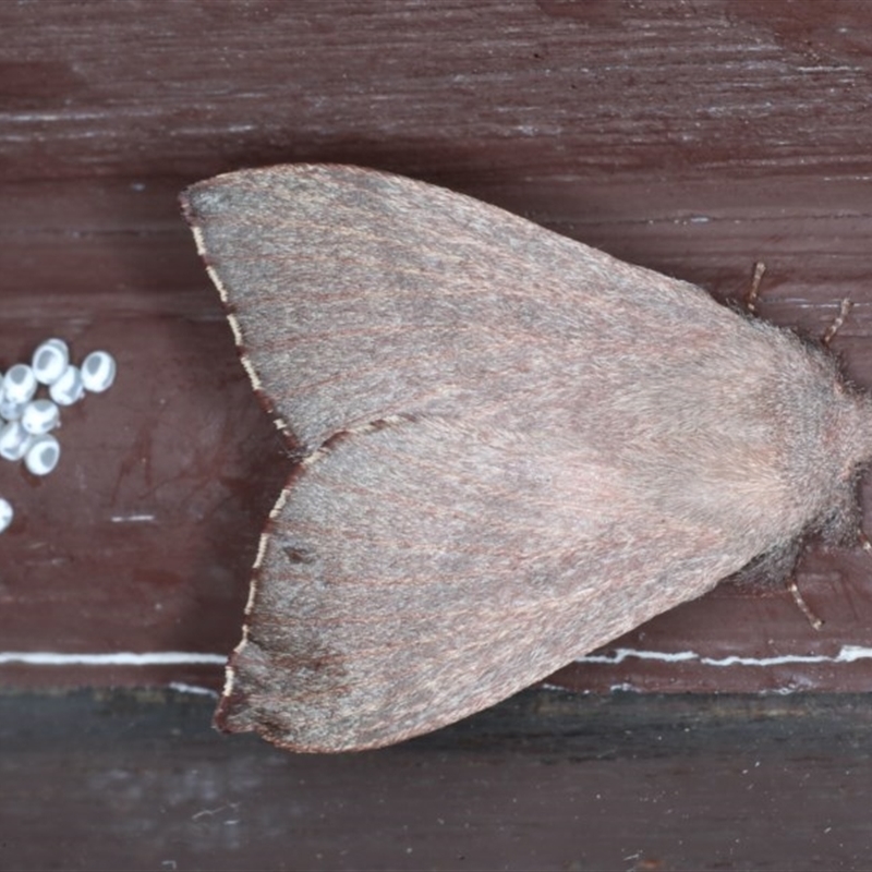 Pararguda rufescens