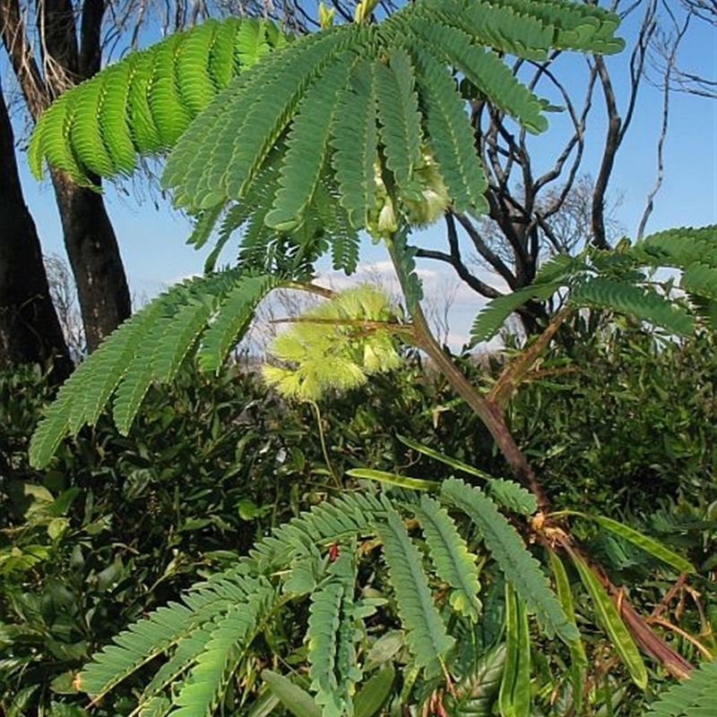 Paraserianthes lophantha subsp. lophantha