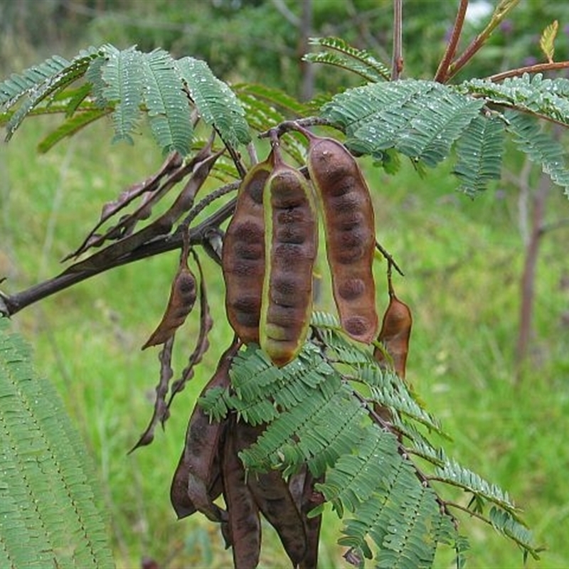 Paraserianthes lophantha subsp. lophantha