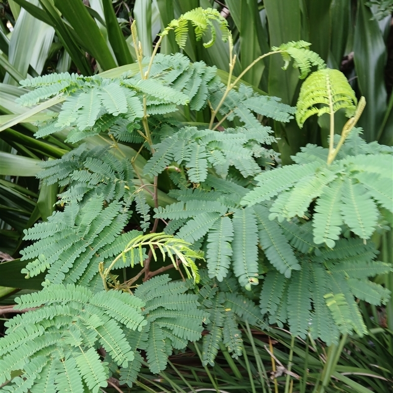 Paraserianthes lophantha subsp. lophantha