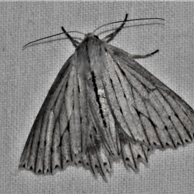 Paraterpna undescribed species nr harrisoni