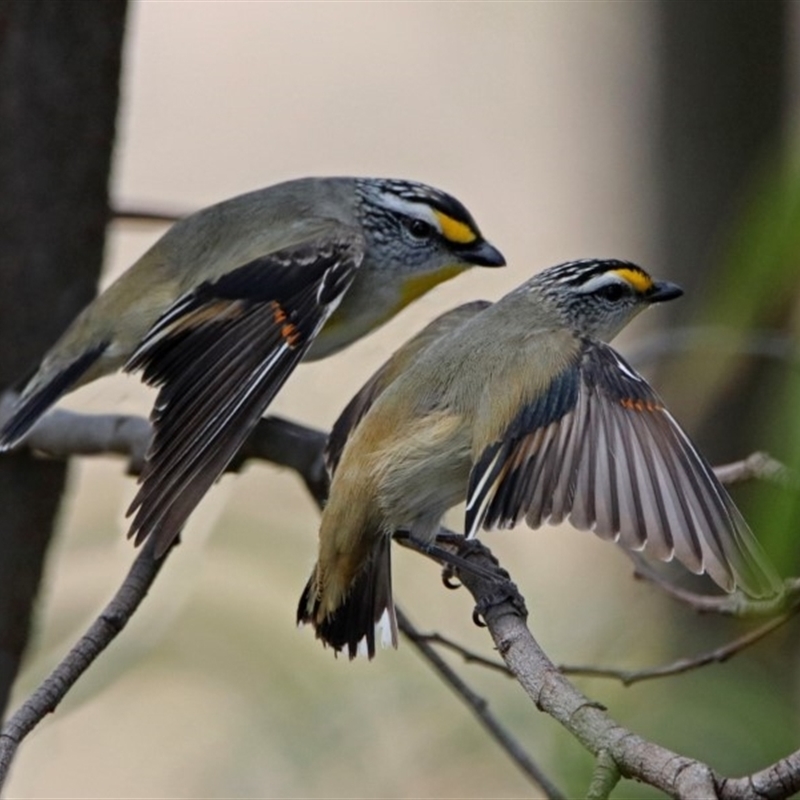 Pardalotus striatus