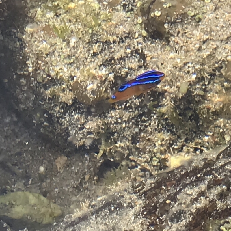 Parma microlepis