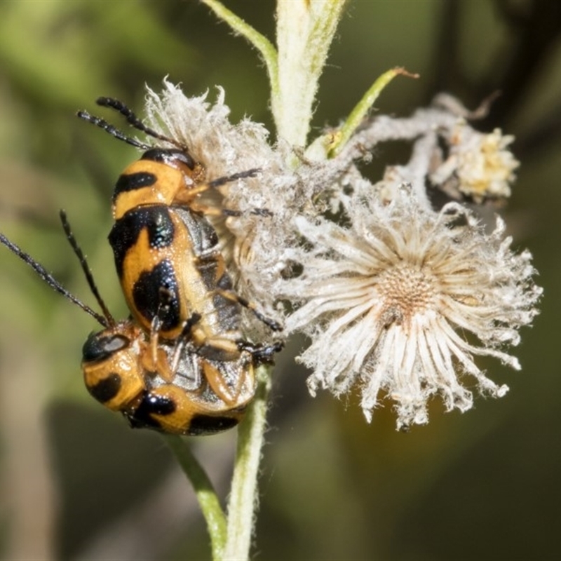 Aporocera (Aporocera) speciosa