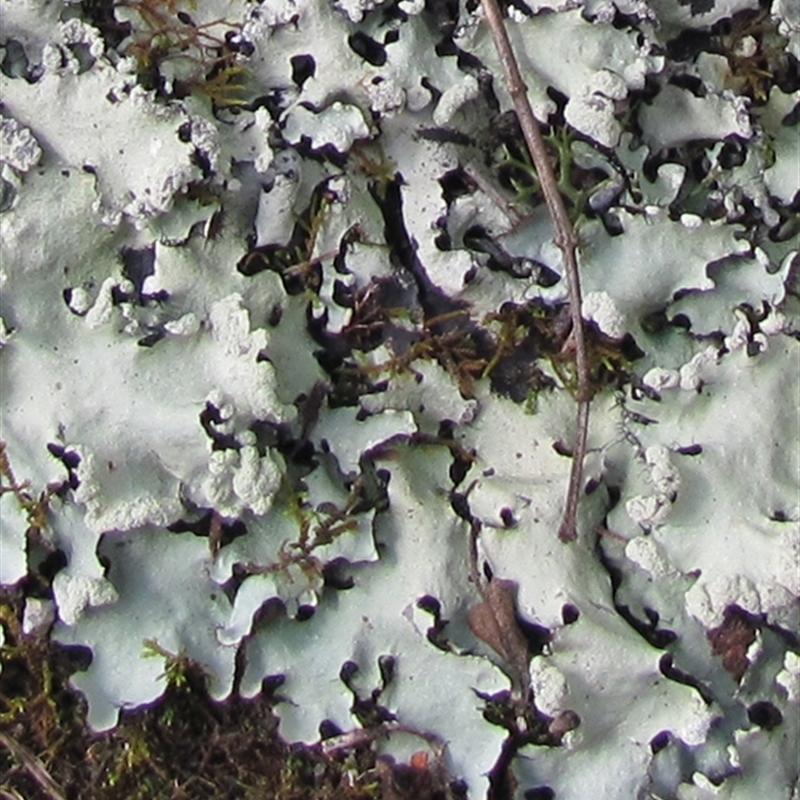 Parmotrema reticulatum