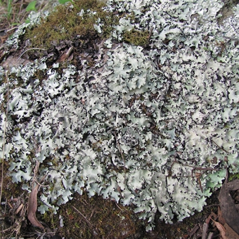 Parmotrema reticulatum