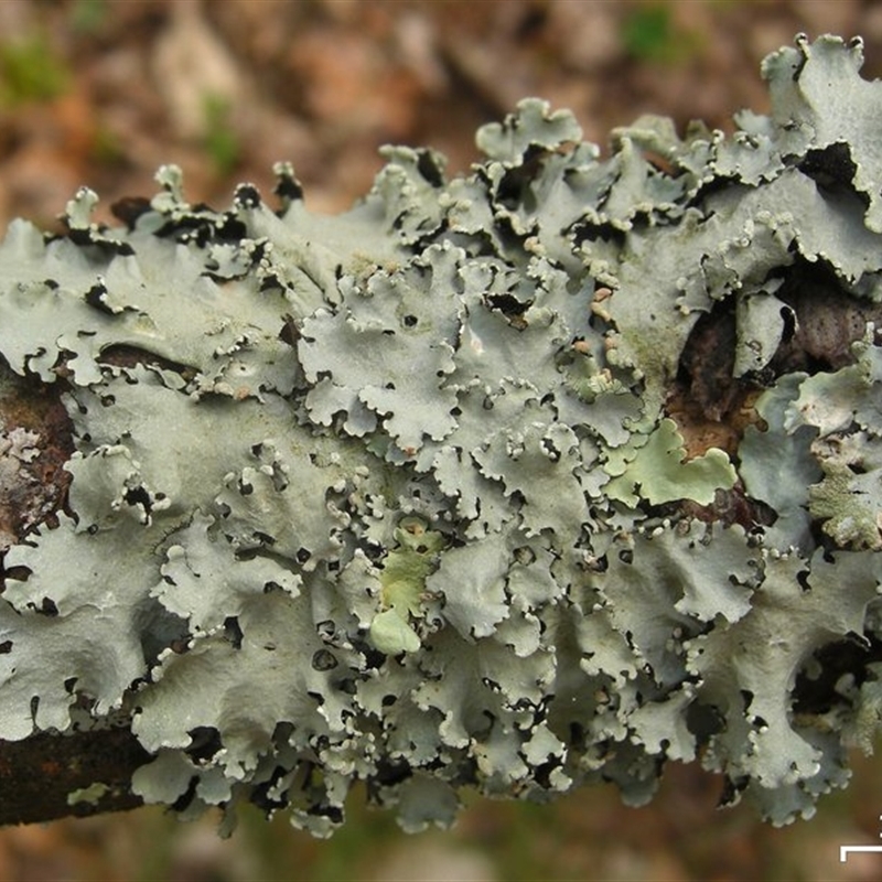 Parmotrema reticulatum