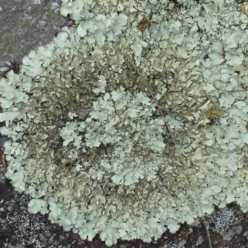 Parmotrema sp. (genus)