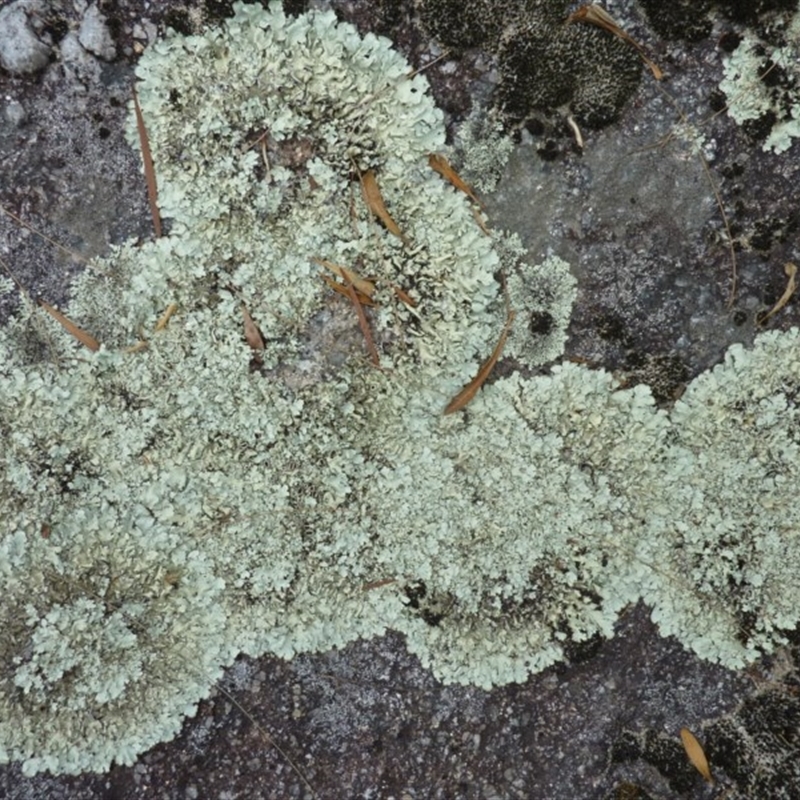 Parmotrema sp. (genus)