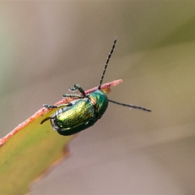 Aporocera (Aporocera) viridis