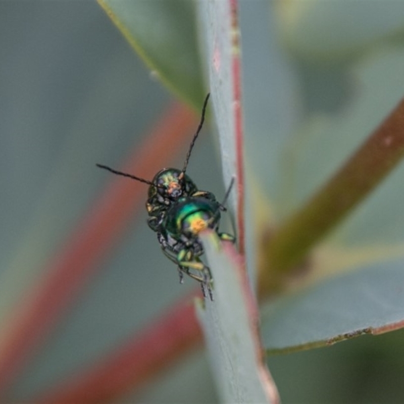 Aporocera (Aporocera) viridis