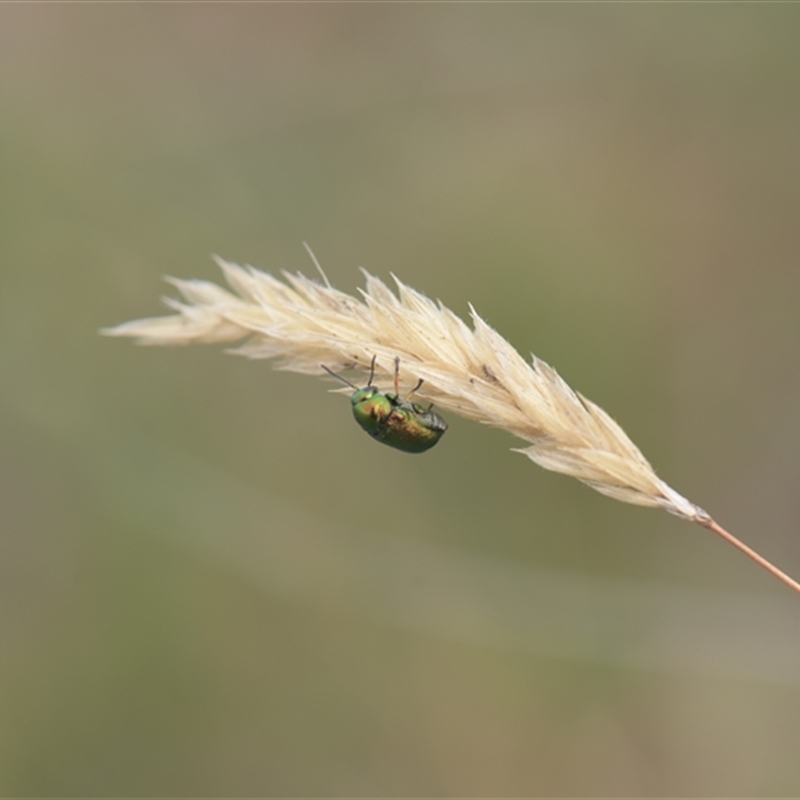 Aporocera (Aporocera) viridis