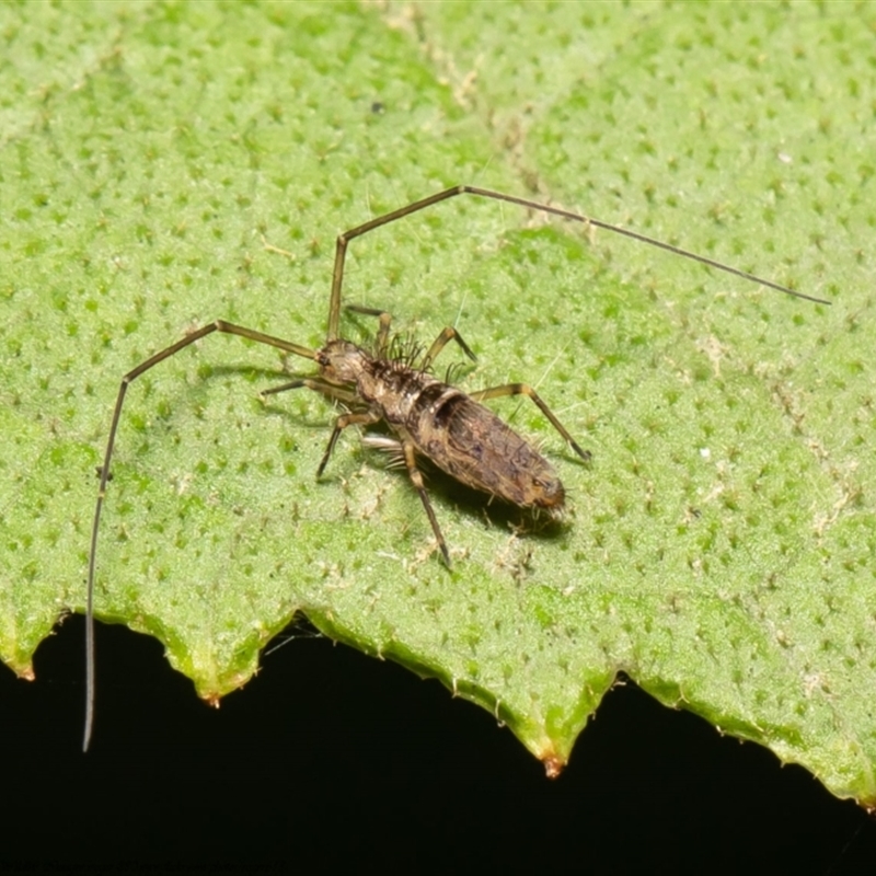 Paronellidae (family)