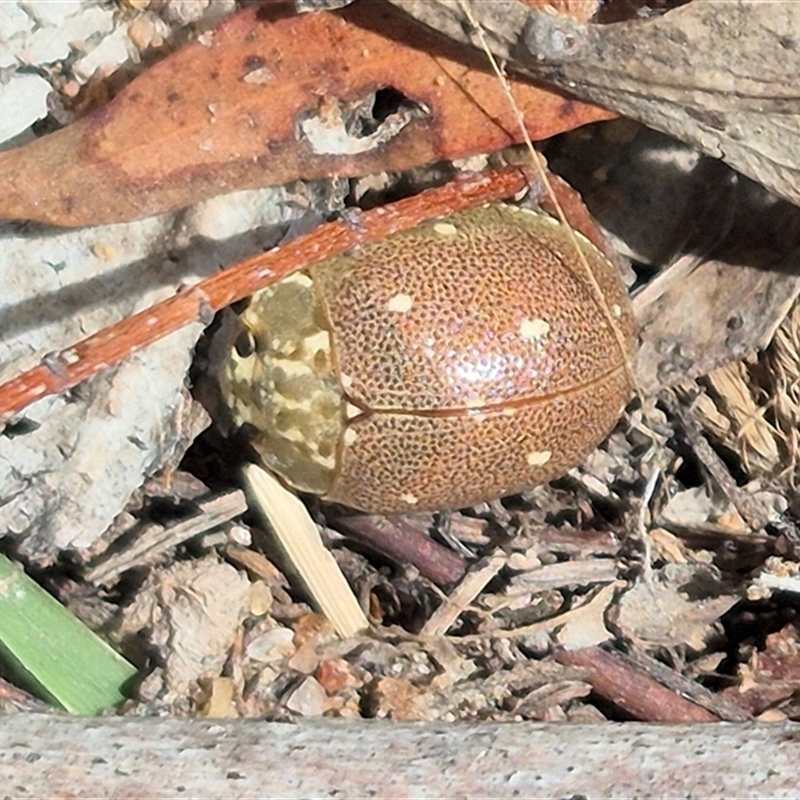 Paropsis aegrota