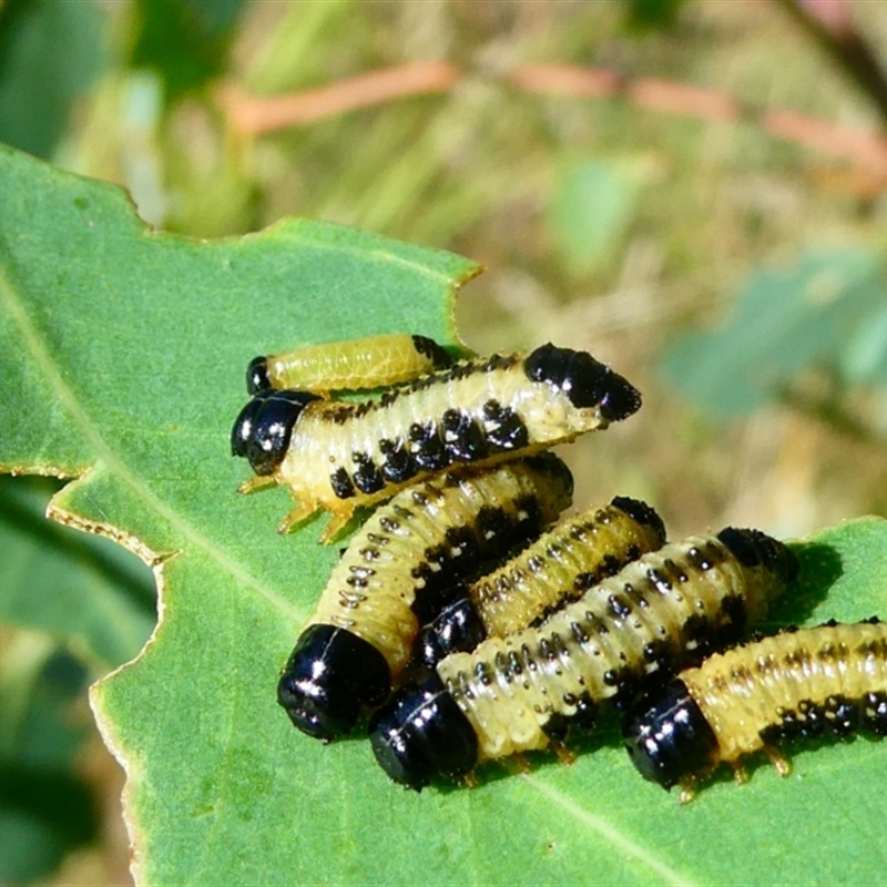 Paropsis atomaria