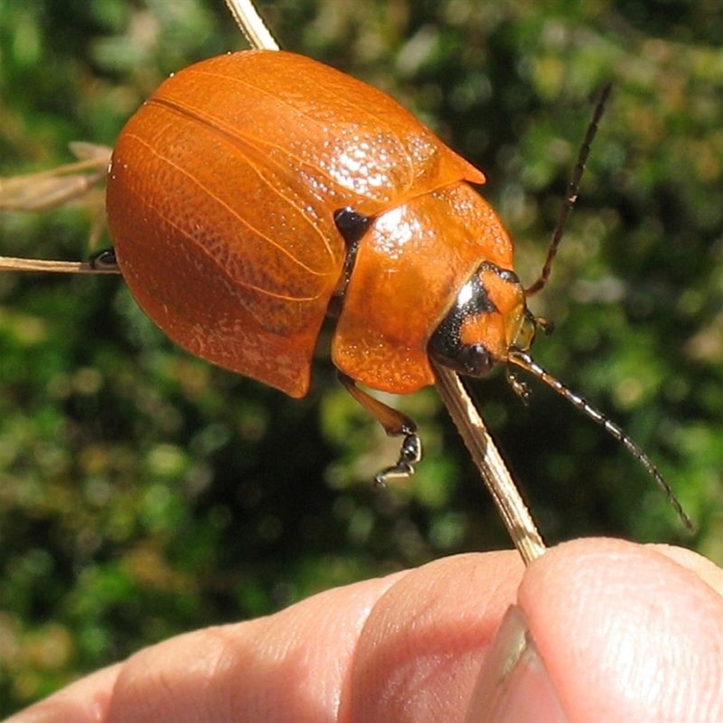 Paropsis augusta