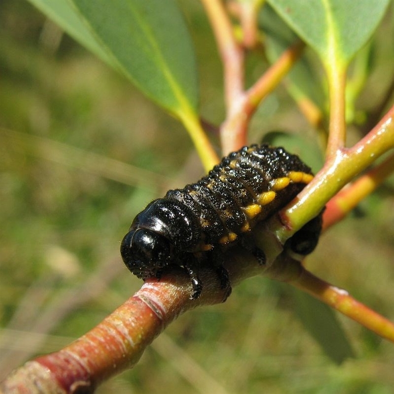 Paropsis augusta