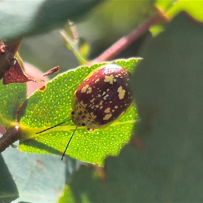 Paropsis maculata