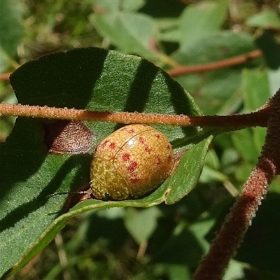 Paropsis pantherina