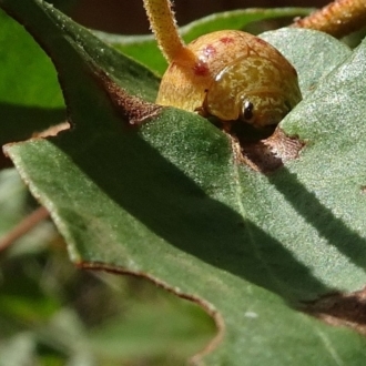 On Euc. globoidea juvenile foliage