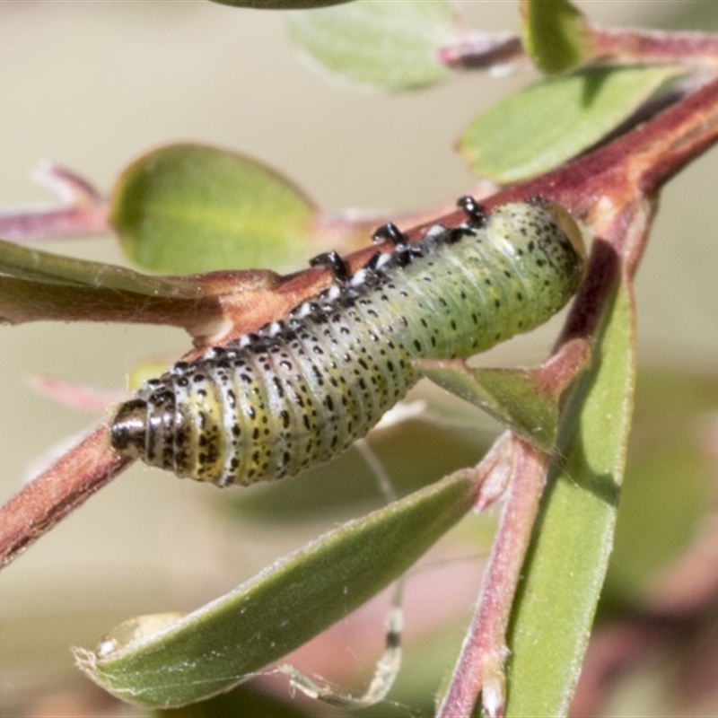 Paropsis pictipennis