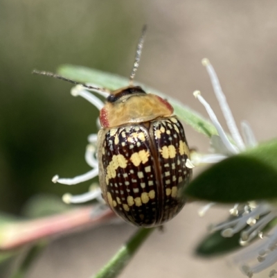 Paropsis pictipennis