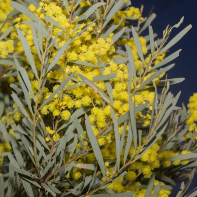 Acacia kettlewelliae