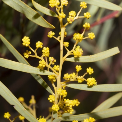 Acacia kettlewelliae