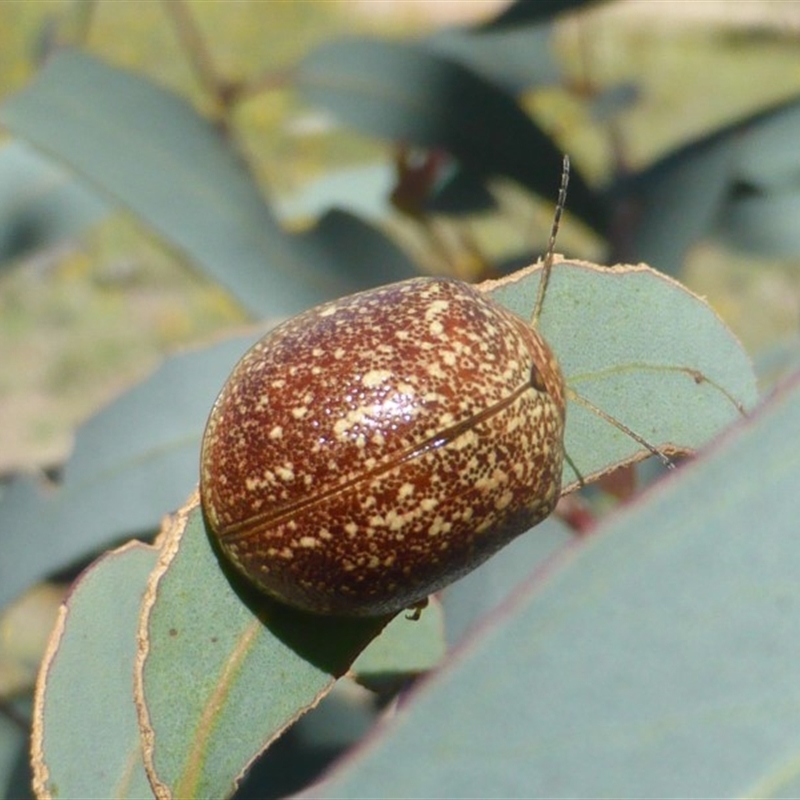 Paropsis variolosa